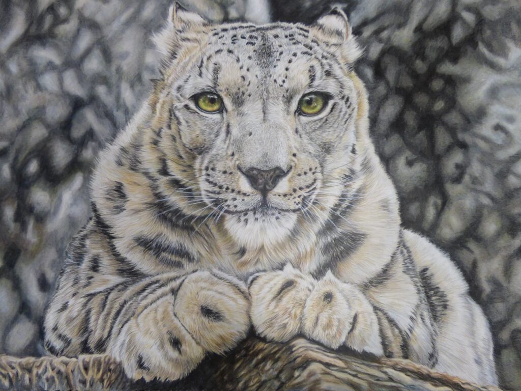 Snow Leopard, colored pencil on paper.